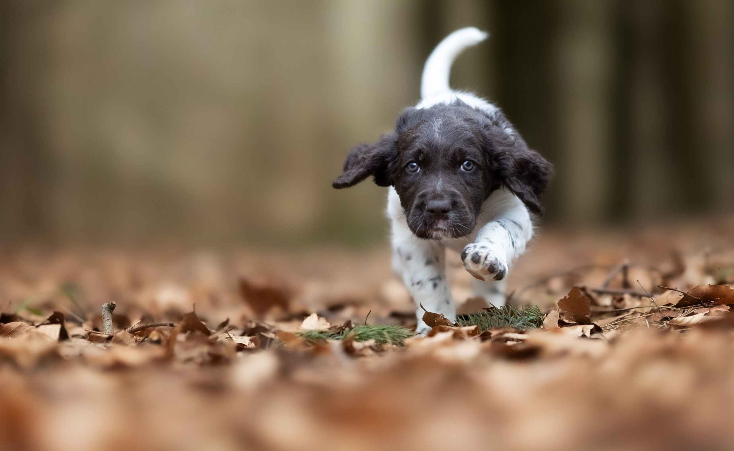 Nervensysteminformiertes Coaching, Stressregulation & bindungsorientiertes Hundetraining, ESA-Hund Ausbildung. Mindful Leadership für Mensch und Hund nach SNSE™