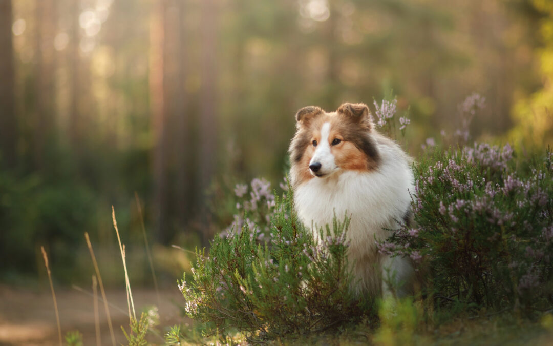 SNSE® Das Wesen des Hundes