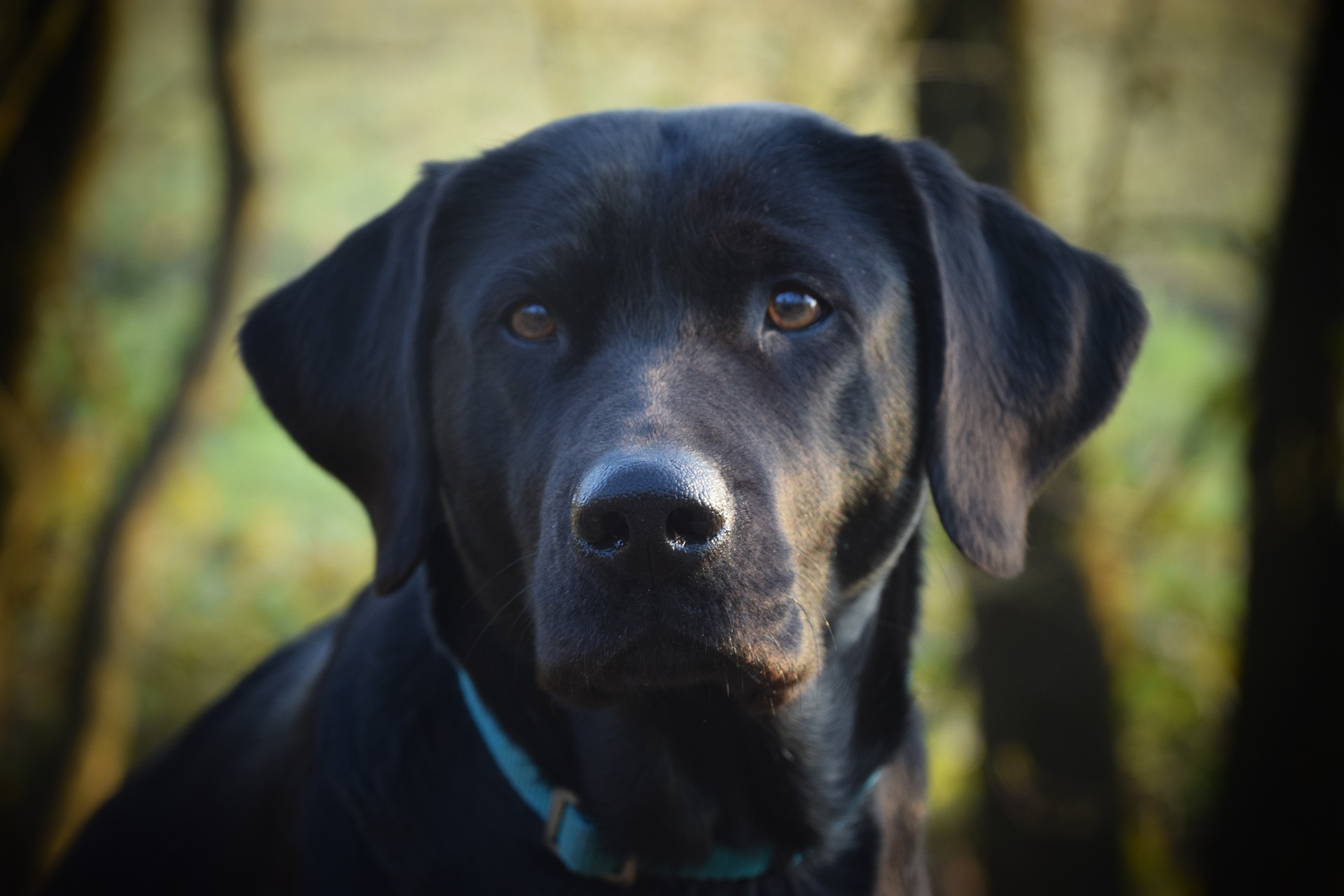 Nervensysteminformiertes Coaching, Stressregulation & bindungsorientiertes Hundetraining, ESA-Hund Ausbildung. Mindful Leadership für Mensch und Hund nach SNSE™